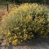 A different, so called, curry plant - Helichrysum italicum